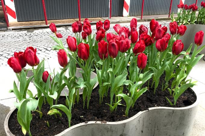 2. ट्यूलिप - Tulip Flower Is Most Costly In India In Hindi